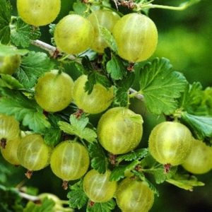 Gooseberry Finland tahan pertengahan musim sejuk dengan buah beri manis dan masam