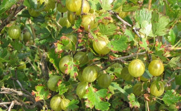 Keskimyöhään talvenkestävä suomalainen karviainen makeahapan marjoilla