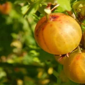 Gooseberry Finland tahan pertengahan musim sejuk dengan buah beri manis dan masam