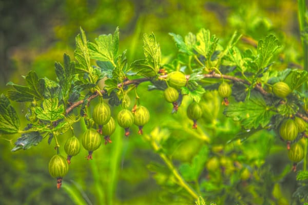 Uva spina finlandese resistente a metà inverno, con bacche agrodolci