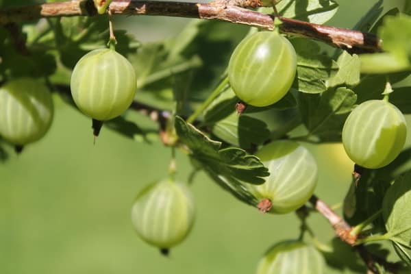 Groselha finlandesa resistente ao inverno com frutas agridoces