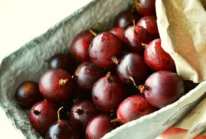 Variedade de groselha de frutos vermelhos sem espinhos Freedonia