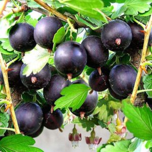 What is good about the Komandor (Vladil) gooseberry and why it is worth growing