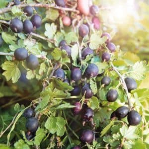 What is good about the Komandor (Vladil) gooseberry and why it is worth growing