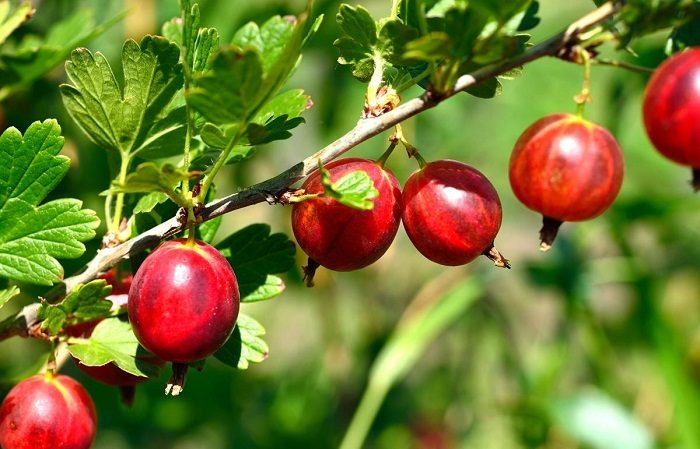 Une des variétés de groseilles les plus sucrées - Candy