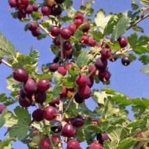 Review of the gooseberry variety Northern Captain, its pros and cons