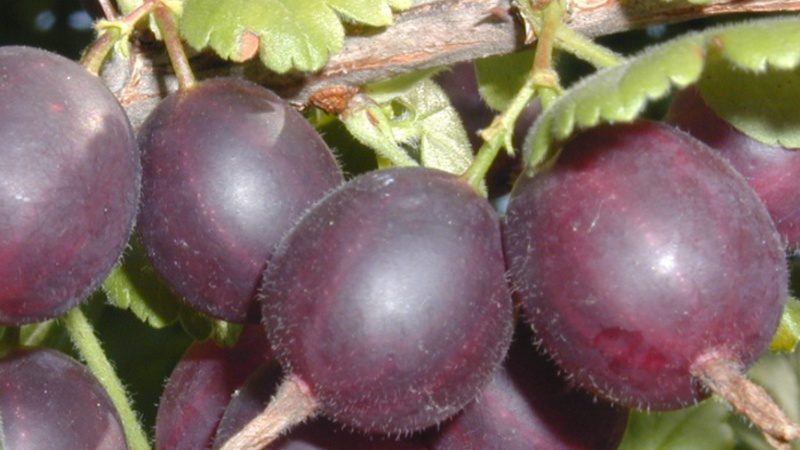 Review of the gooseberry variety Northern Captain, its pros and cons