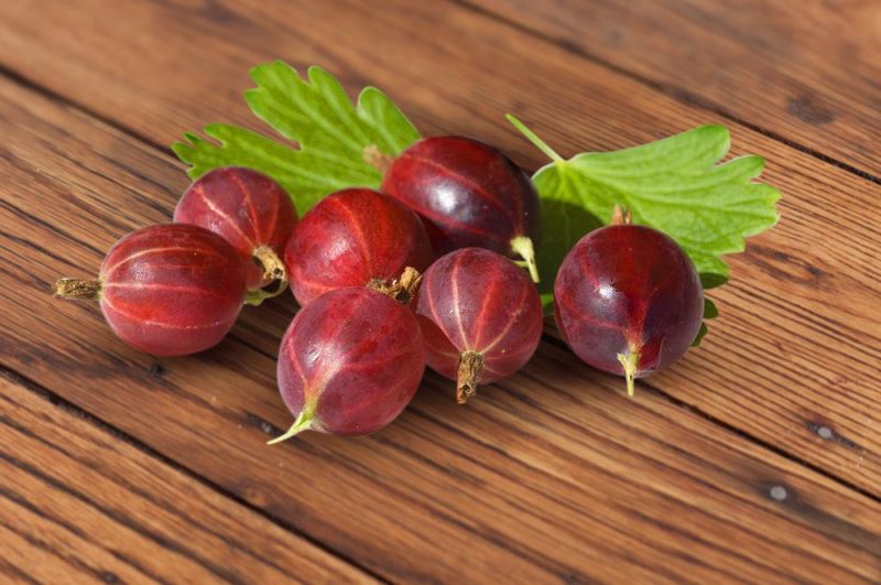 Frost-resistant late-ripening gooseberry variety Spinefree