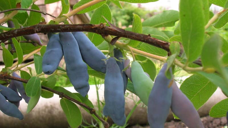 Maagang ripening matamis na iba't-ibang honeysuckle Leningrad Giant