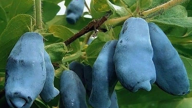 Variedade doce de madressilva de amadurecimento precoce, Gigante de Leningrado