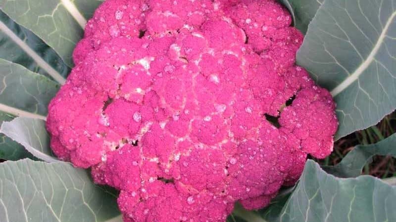 Purple cauliflower: description and photo