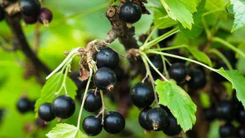 The best varieties of black and red currants for the Leningrad region