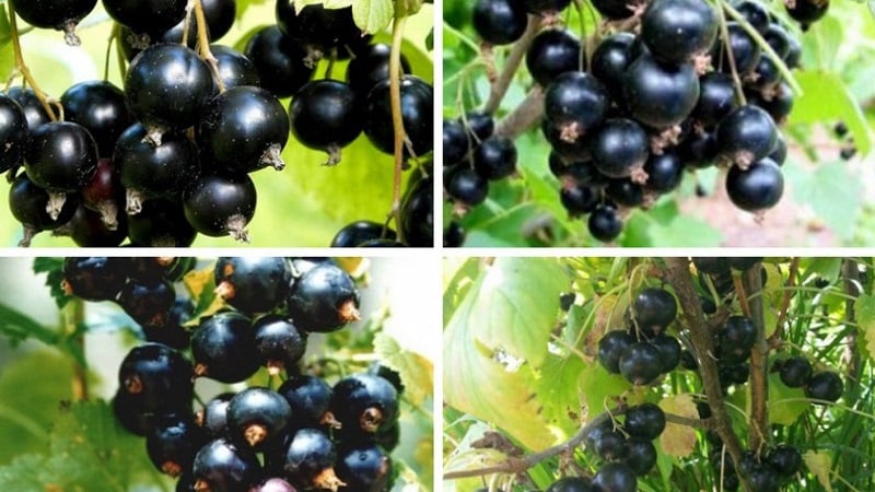 Le migliori varietà di ribes nero e rosso per la regione di Leningrado