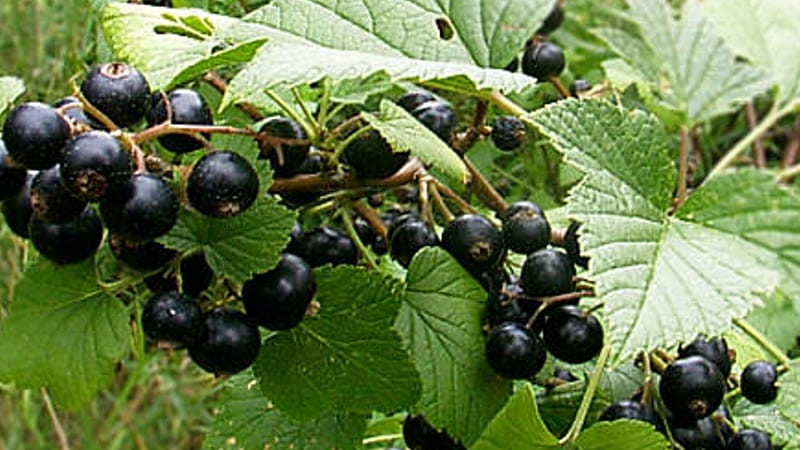 The best varieties of black and red currants for the Leningrad region