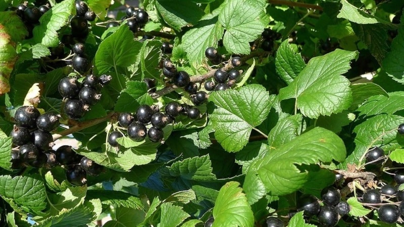 The best varieties of black and red currants for the Leningrad region