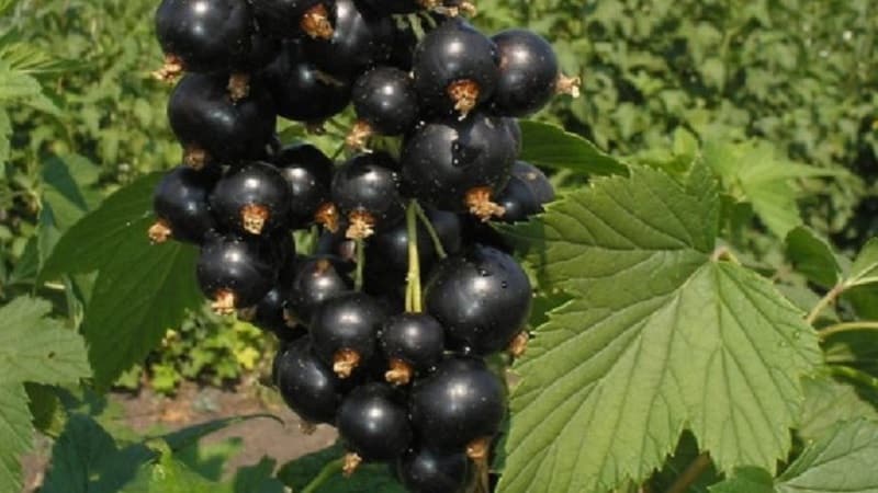 The best varieties of black and red currants for the Leningrad region