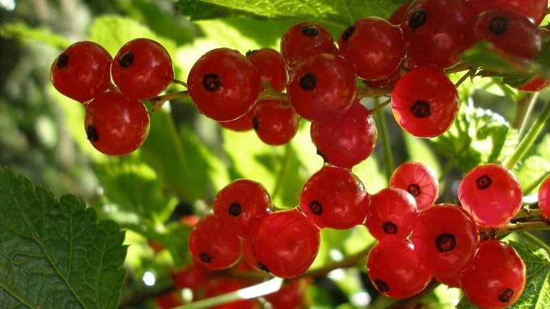 Bila hendak memilih currant merah dan cara melakukannya dengan cepat