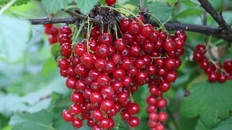 The best varieties of black and red currants for the Leningrad region