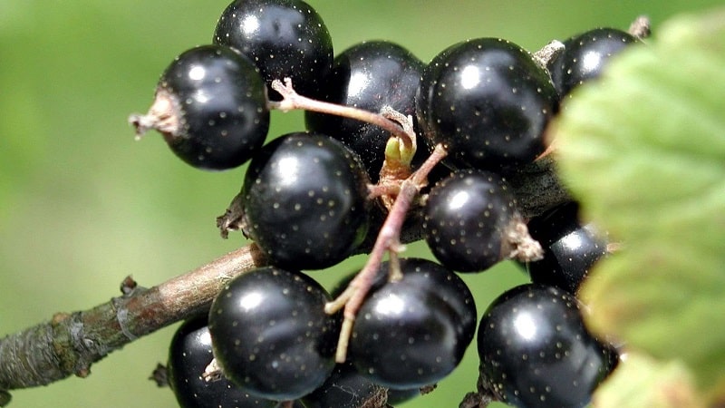 Labākās melno un sarkano jāņogu šķirnes Ļeņingradas apgabalam