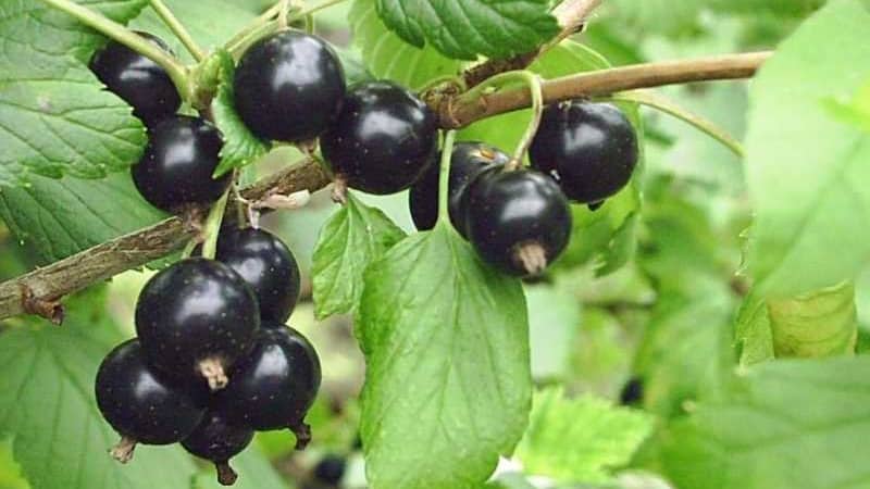 The best varieties of black and red currants for the Leningrad region