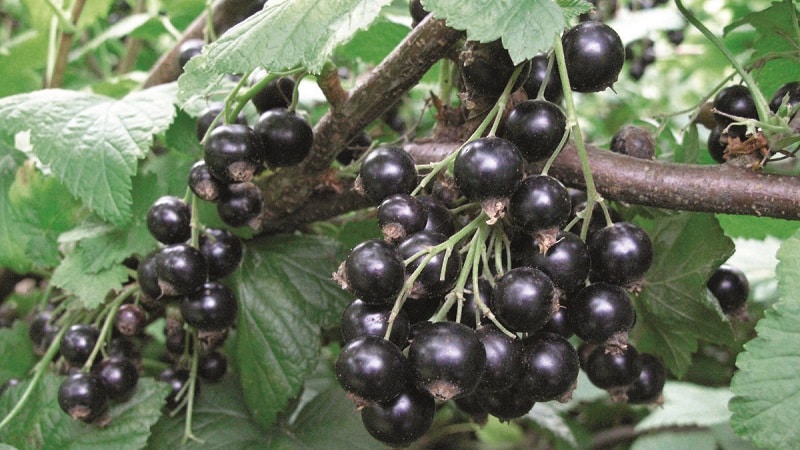 The best varieties of black and red currants for the Leningrad region