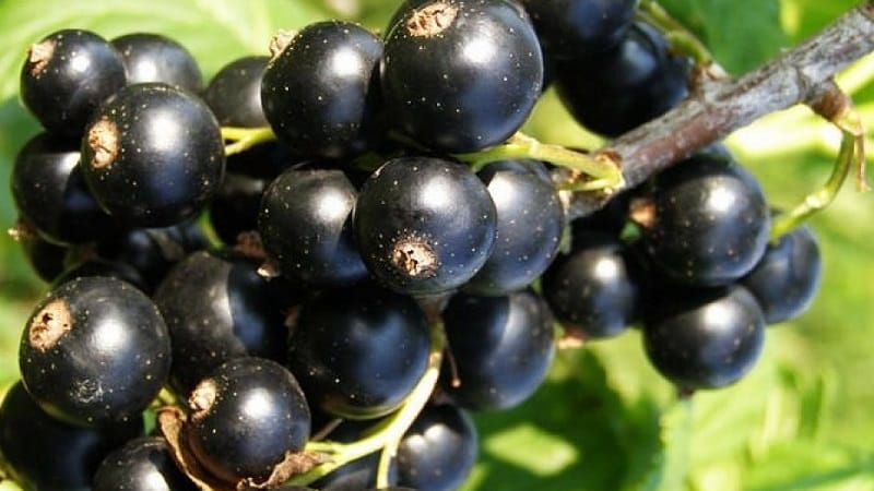 The best varieties of black and red currants for the Leningrad region