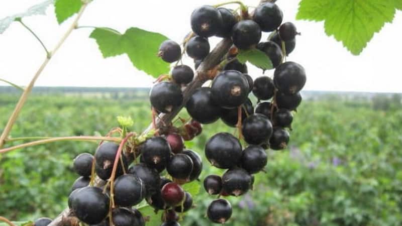 The best varieties of black and red currants for the Leningrad region