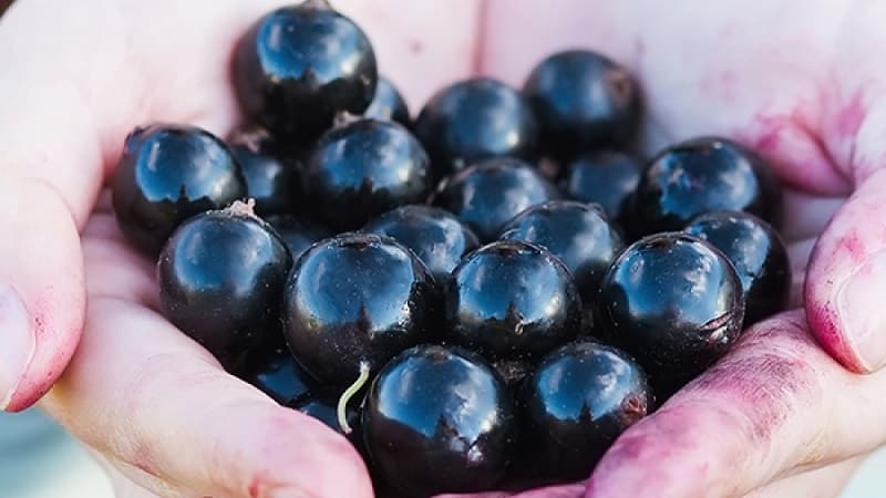 Labākās melno un sarkano jāņogu šķirnes Ļeņingradas apgabalam