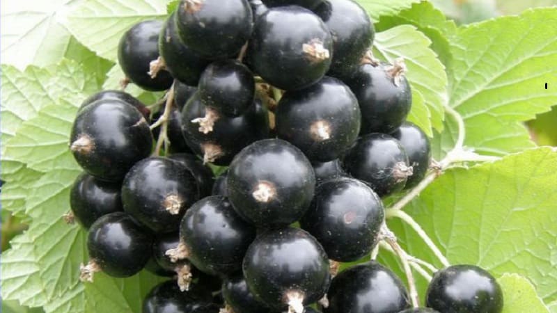 The best varieties of black and red currants for the Leningrad region