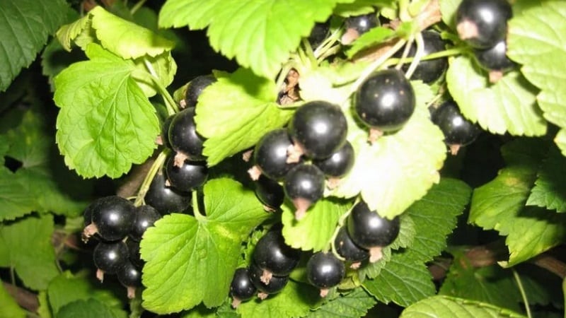 The best varieties of black and red currants for the Leningrad region