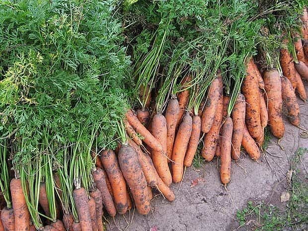 Hogyan készítsünk egészséges és ízletes sárgarépa- és narancslekvárt