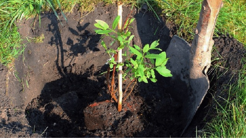 Che tipo di terreno e drenaggio piace al caprifoglio?