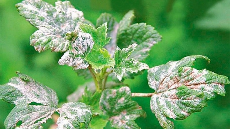 Mga hakbang upang labanan ang powdery mildew sa mga currant, kung ang mga berry ay lumitaw na sa tagsibol