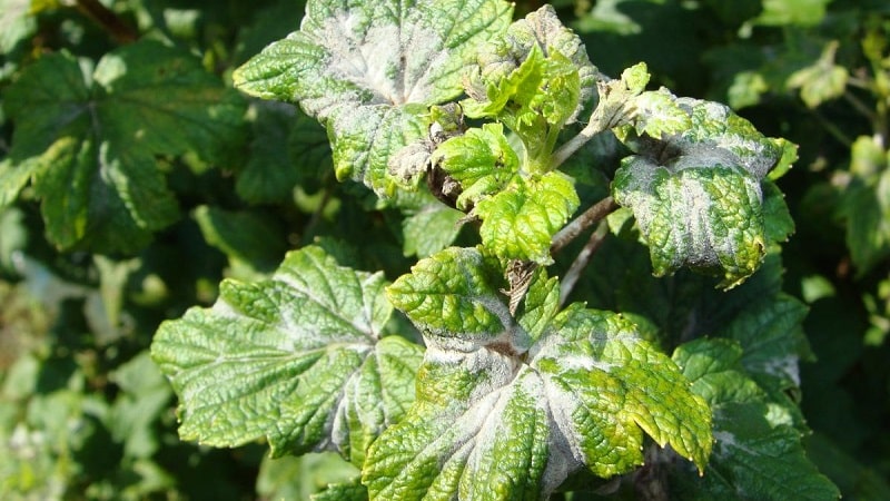 Maßnahmen zur Bekämpfung von Mehltau an Johannisbeeren, wenn die Beeren bereits im Frühjahr erschienen sind