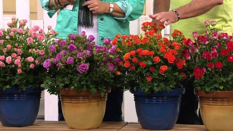 Una guia per tallar roses a la tardor a casa per als jardiners principiants