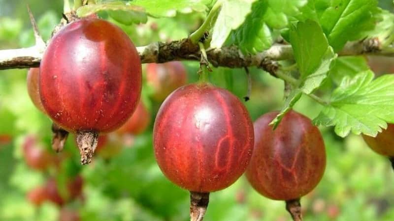 Varietà di uva spina Sadko giovane ma molto promettente