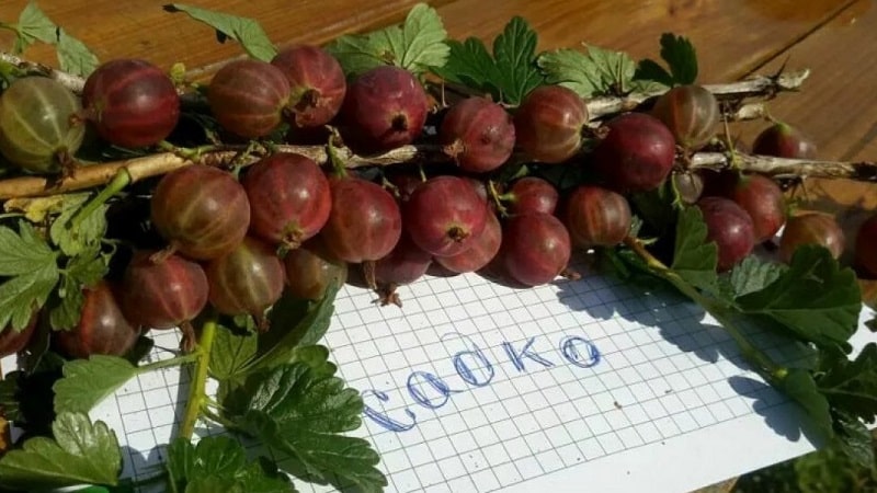 Young but very promising gooseberry variety Sadko