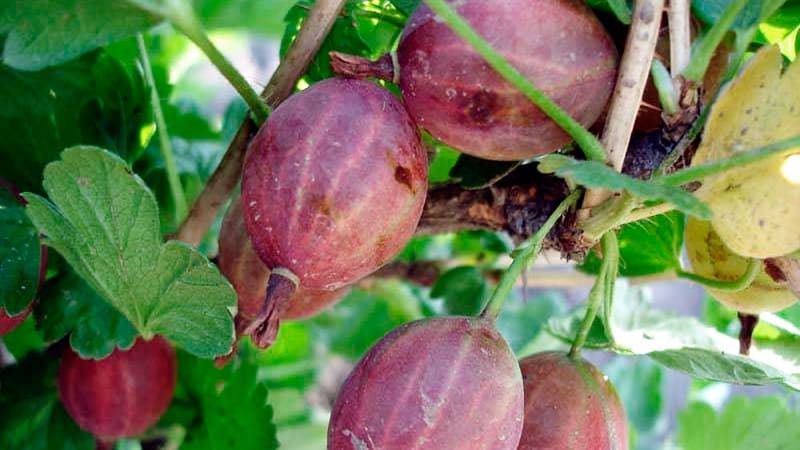 Variedad de grosella espinosa joven pero muy prometedora Sadko.