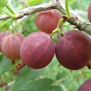 Variété de groseille jeune mais très prometteuse Sadko