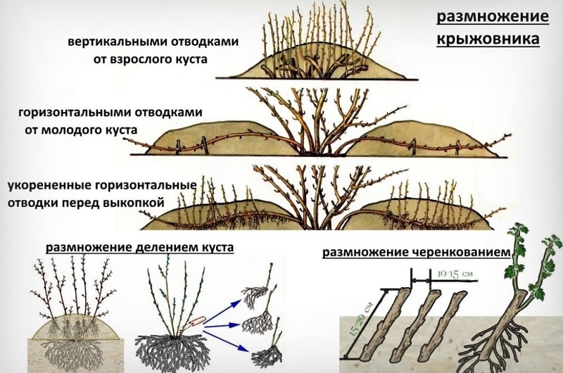 Variedad de grosella espinosa semitardía Shershnevsky: pros y contras, características de cultivo.