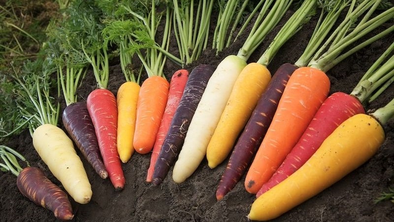 Zanahorias: qué tipo de planta es, cuánto pesa, en qué consiste, todo sobre las zanahorias