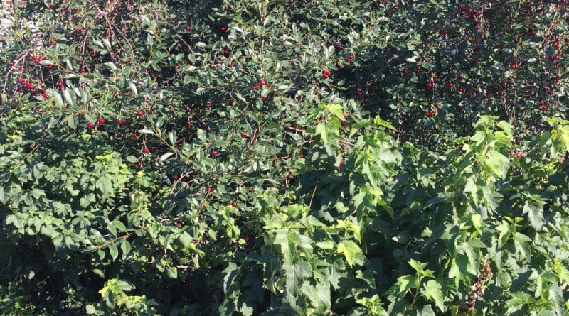 Regels voor vruchtwisseling bij het telen van bessen: is het mogelijk om zwarte bessen en rode bessen naast elkaar te planten?