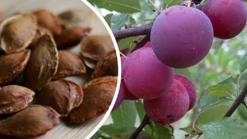 Is it possible to grow cherry plum from a seed at home and how to do it