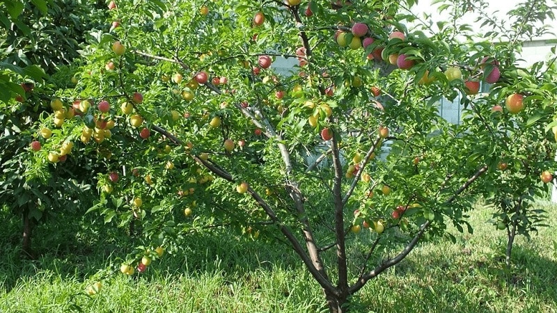 Is it possible to grow cherry plum from a seed at home and how to do it