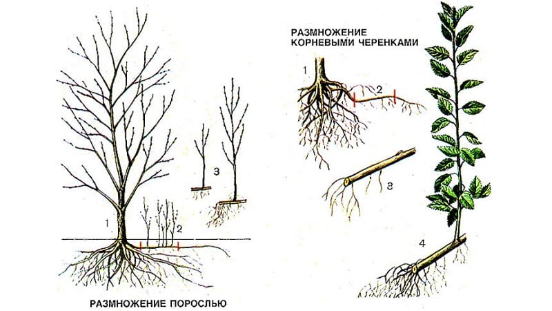 És possible cultivar pruna de cirera a partir d'una llavor a casa i com fer-ho?