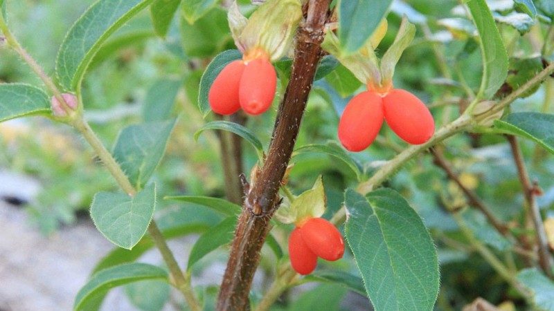 The best varieties of edible honeysuckle