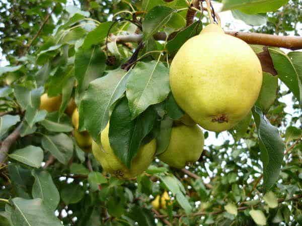 Ang pinakamahusay na self-fertile pear varieties: lumalagong mga tampok