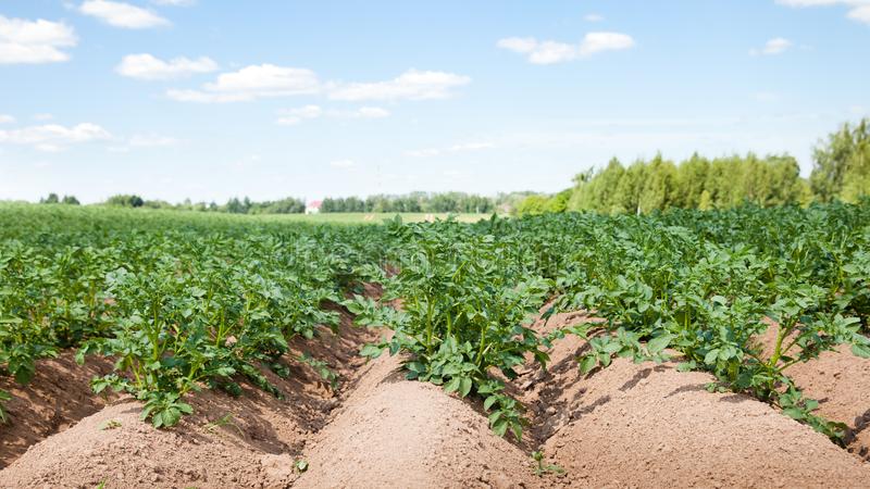 What is the potato sowing rate per 1 hectare in tons and how to calculate it correctly