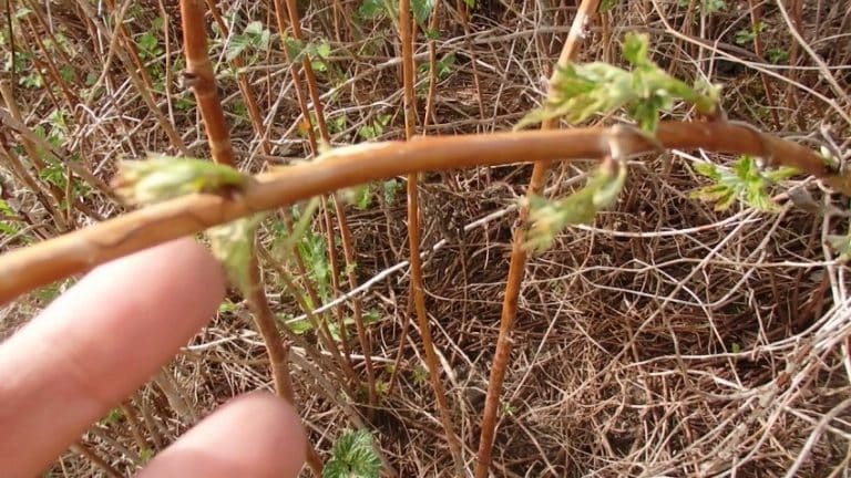 Kako pravilno orezati maline u proljeće: upute korak po korak