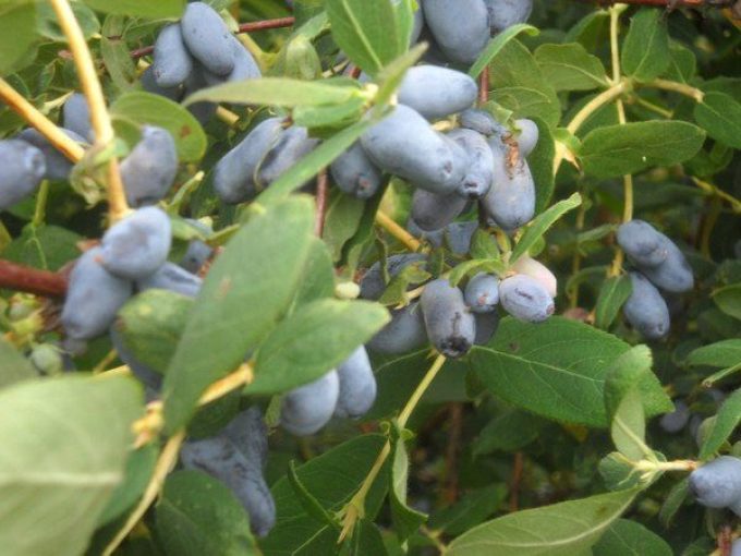 The best varieties of edible honeysuckle